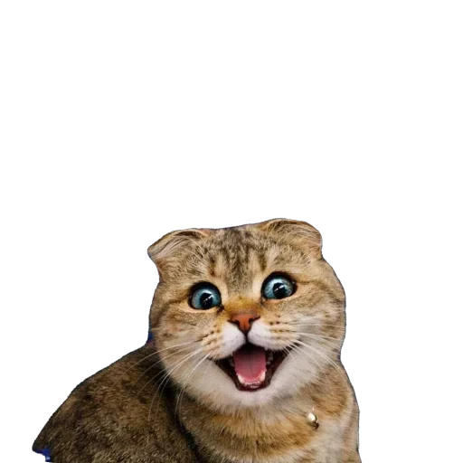 🐈 Стикер «Busya TT Memes» для Telegram