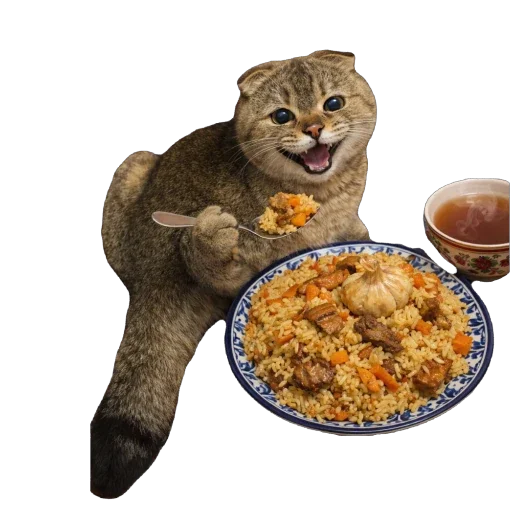 🐈 Стикер «Busya TT Memes» для Telegram