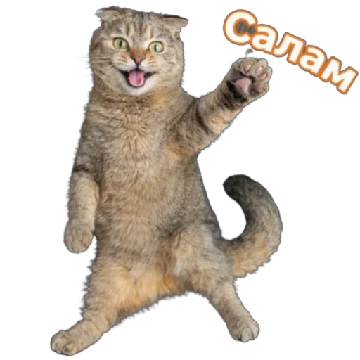 👋 Стикер «Busya TT Memes» для Telegram