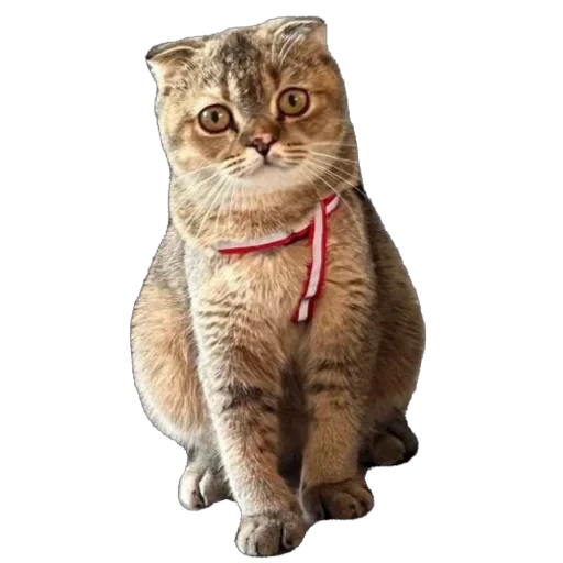 🐈 Стикер «Busya TT Memes» для Telegram