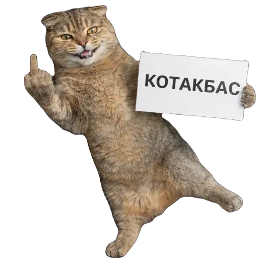 🐈 Стикер «Busya TT Memes» для Telegram