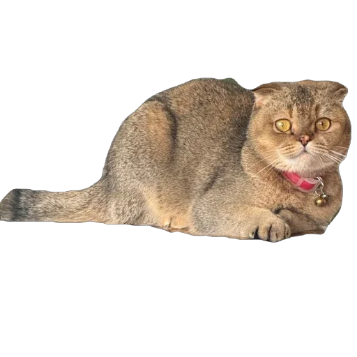 🐈 Стикер «Busya TT Memes» для Telegram