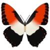 Обложка пака