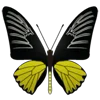 Стикер 33 Butterflies