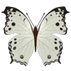 Стикер 24 Butterflies