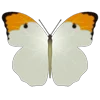 Стикер 13 Butterflies