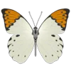 Стикер 12 Butterflies