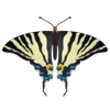 Стикер 17 Butterflies