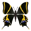 Стикер 3 Butterflies