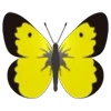 Стикер 6 Butterflies