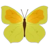 Стикер 9 Butterflies