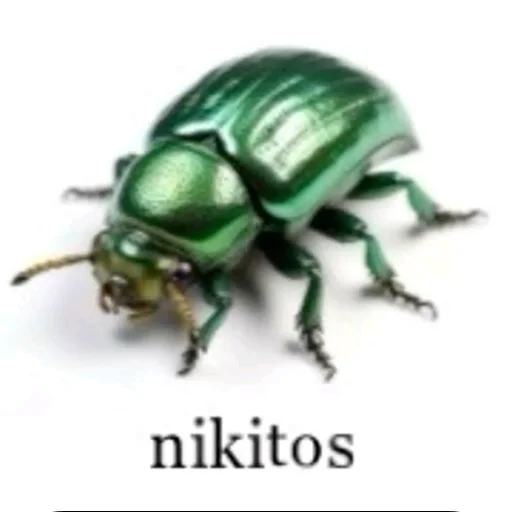🐞 Стикер «Что то из тик тока» для Telegram