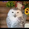 Стикер 41 Совы