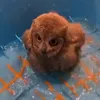 Стикер 26 Совы