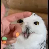 Стикер 11 Совы