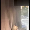 Стикер 47 Совы