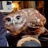 Стикер 36 Совы