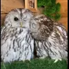 Стикер 14 Совы