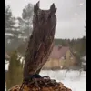 Стикер 15 Совы