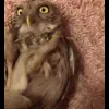 Стикер 2 Совы