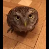Стикер 3 Совы