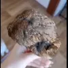 Стикер 24 Совы