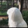 Стикер 34 Совы