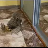 Стикер 16 Совы