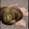 Стикер 9 Совы