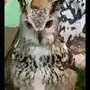 Стикер 7 Совы