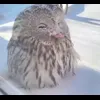 Стикер 23 Совы