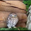 Стикер 43 Совы