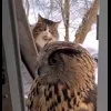 Стикер 28 Совы