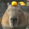 Стикер 3 Капибара