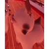 Стикер 55 🌟 Cat