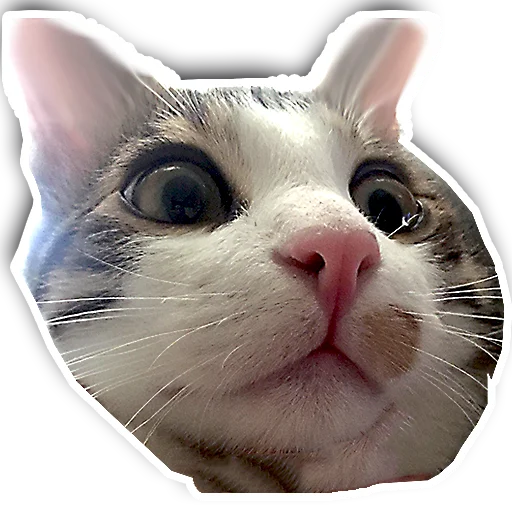 🙀 Стикер «julien» для Telegram