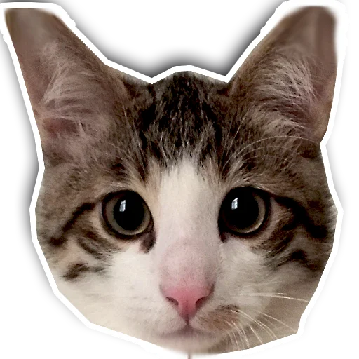 🥺 Стикер «julien» для Telegram