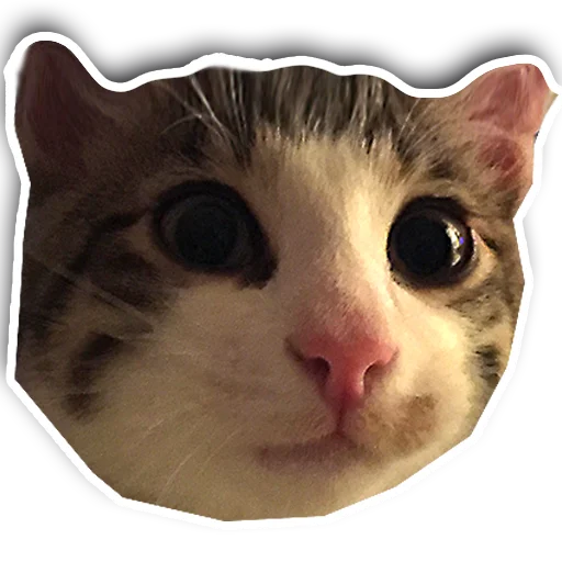 😍 Стикер «julien» для Telegram