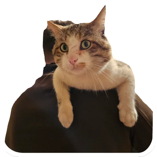 🐱 Стикер «julien» для Telegram