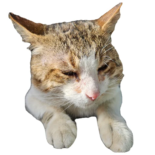 🐱 Стикер «julien» для Telegram