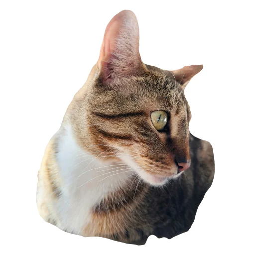🐱 Стикер «julien» для Telegram