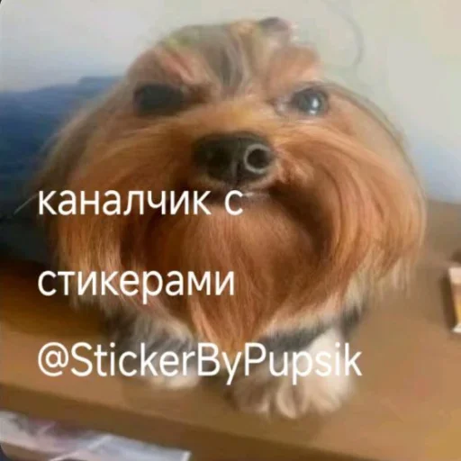 🤩 Стикер «Пушистые котики» для Telegram