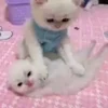 Стикер 60 Cat