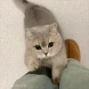 Стикер 41 Cat