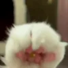Стикер 5 Cat