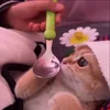 Стикер 21 Cat