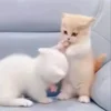 Стикер 20 Cat