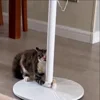 Стикер 11 Cat
