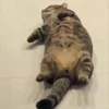 Стикер 25 Cat