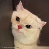 Стикер 31 Cat